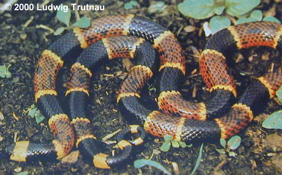 Micrurus fulvius Bild02